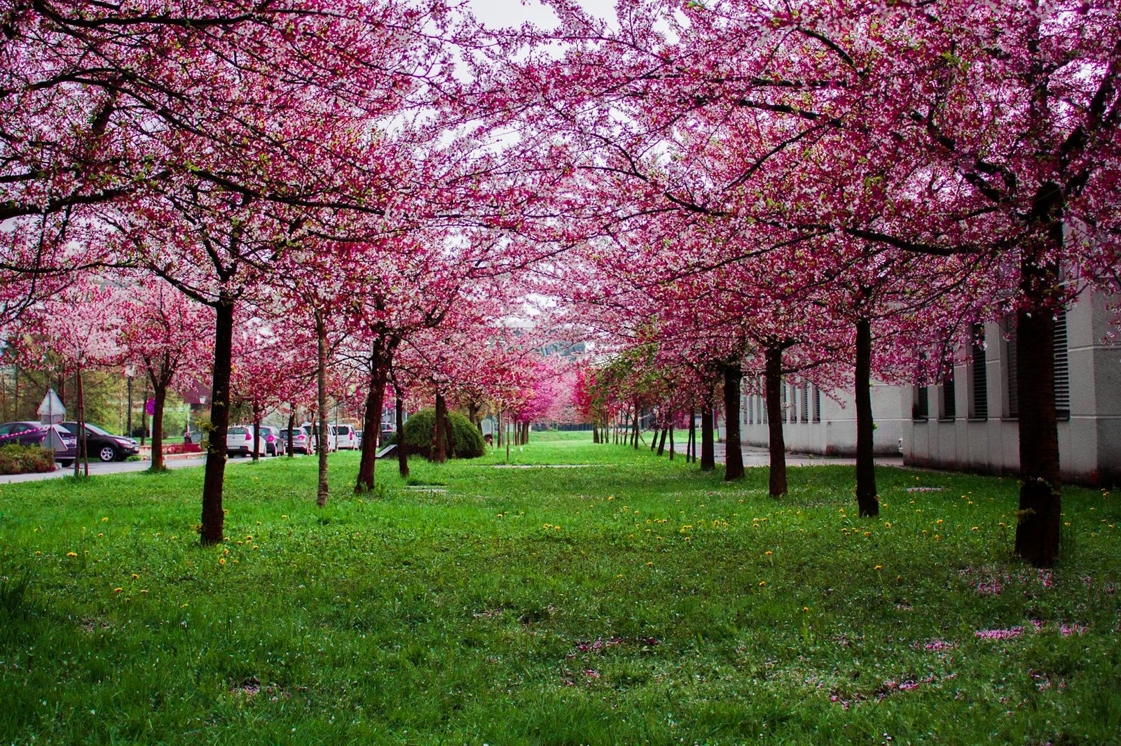 the benefits of green spaces at costello edmondson park